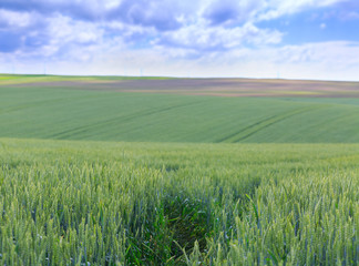 Green fields of wheat. Blue sky with cumulus clouds. Magic summertime landscape. Concept theme: Agriculture. Nature. Climate. Ecology. Food production.
