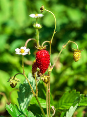 Wild Strawberry soft focused background 