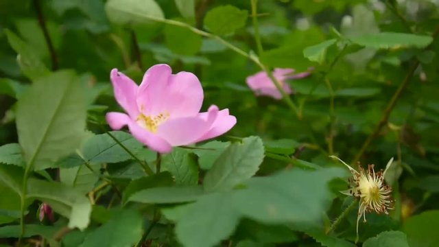 Pink flower wild rose closeup. Video footage by a static camera.