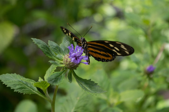 Butterfly on flower