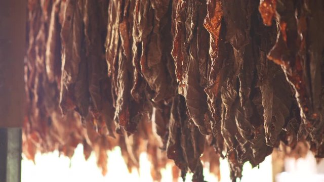 Close up, hanging tobacco plants