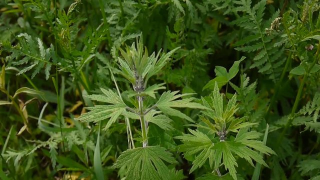 Leonurus cardiaca, motherwort, medical plant in the field. Throw-wort, lions ear, lions tail. Video HD static camera shooting.