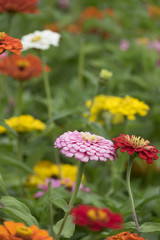 Zinnia elegans in the darden - close up