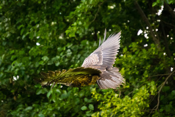 yellow-billed kite
