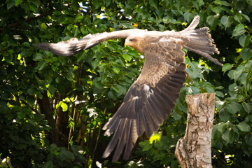 yellow-billed kite