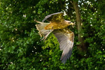 yellow-billed kite