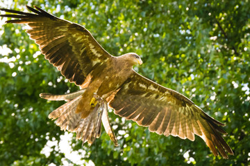 yellow-billed kite