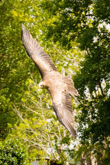 yellow-billed kite