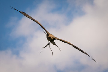 yellow-billed kite