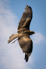 yellow-billed kite