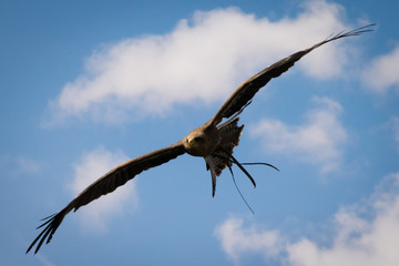 Fototapeta na wymiar yellow-billed kite