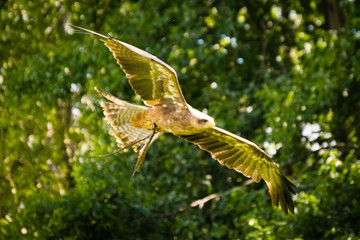 yellow-billed kite