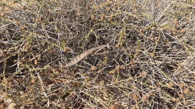 Gottesanbeterin zwischen Gestr&uuml;pp; Natur, Tierwelt 