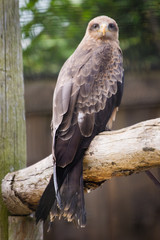bird of prey