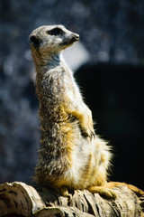 Meerkat