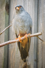 bird of prey