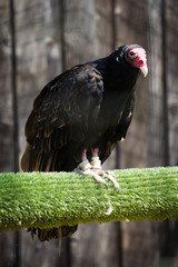 Turkey Vulture
