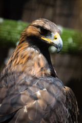 Golden Eagle