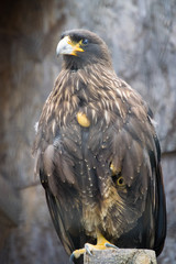 bird of prey