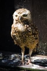 bird of prey
