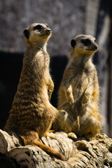 Meerkats
