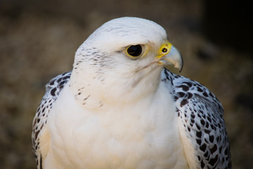 bird of prey