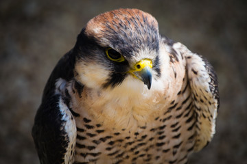 bird of prey