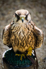 bird of prey