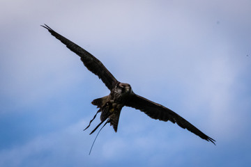 yellow-billed kite