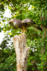 yellow-billed kite