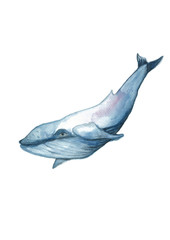 
Watercolor whale