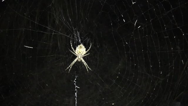 Argiope lobata, eine Radnetzspinne