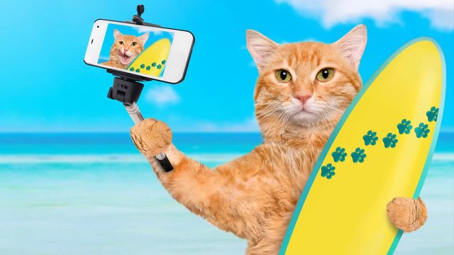 Cinemagraph - Surfer cat on the beach taking a selfie together with a smartphone. Motion Photo.