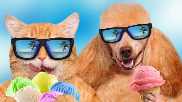 Cinemagraph - Cat and dog wearing sunglasses relaxing in the sea background. Red cat and dog eats ice cream . Motion Photo.