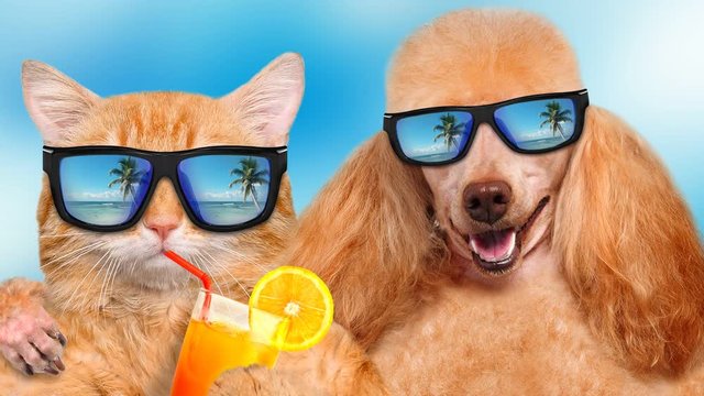 Cinemagraph - Cat and dog wearing sunglasses relaxing in the sea background. Red cat drinks lemonade.  Motion Photo.