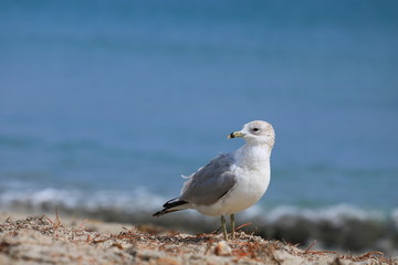 Seagull