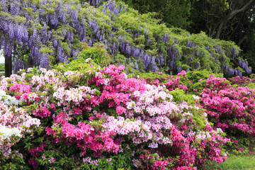 Wistaria and azalea in Yobuko, Japan