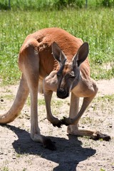 Kangaroo