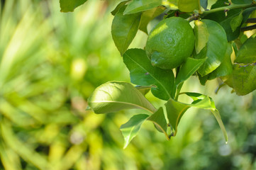Fresh lemons growing on a tree with soft green out of focus background. Shot on a bright sunny summer day with vibrant colors.