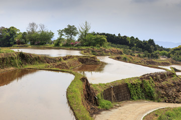Obraz premium Rice fields in Kyushu japan