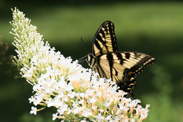 Yellow Swallowtail