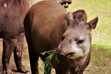 Tapir. Fressend. Gefährdet.