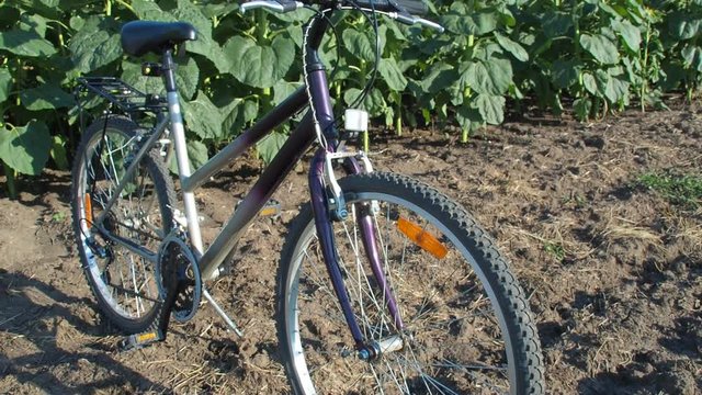 A bicycle in sunflowers. Mountain biking in the countryside.