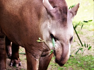Fototapeta premium Tapir. Fressend. Gefährdet.