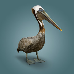Brown Pelican