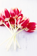 Obraz na płótnie Canvas Spring Tulips