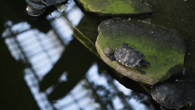 Top view of turtles of different sizes and ages sitting on rocks in Botanical Garden Inside Atocha Train Station, Madrid. Handheld real time medium shot