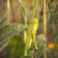 Grasshopper