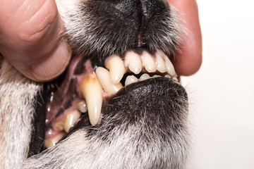 Zahnkontrolle beim erwachsenen Hund - Jack Russell 6 Jahre alt