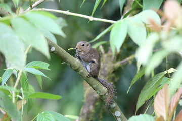 Slender squirrel (Sundasciurus tenuis) in Mt.Kerinci, Sumatra, Indonesia